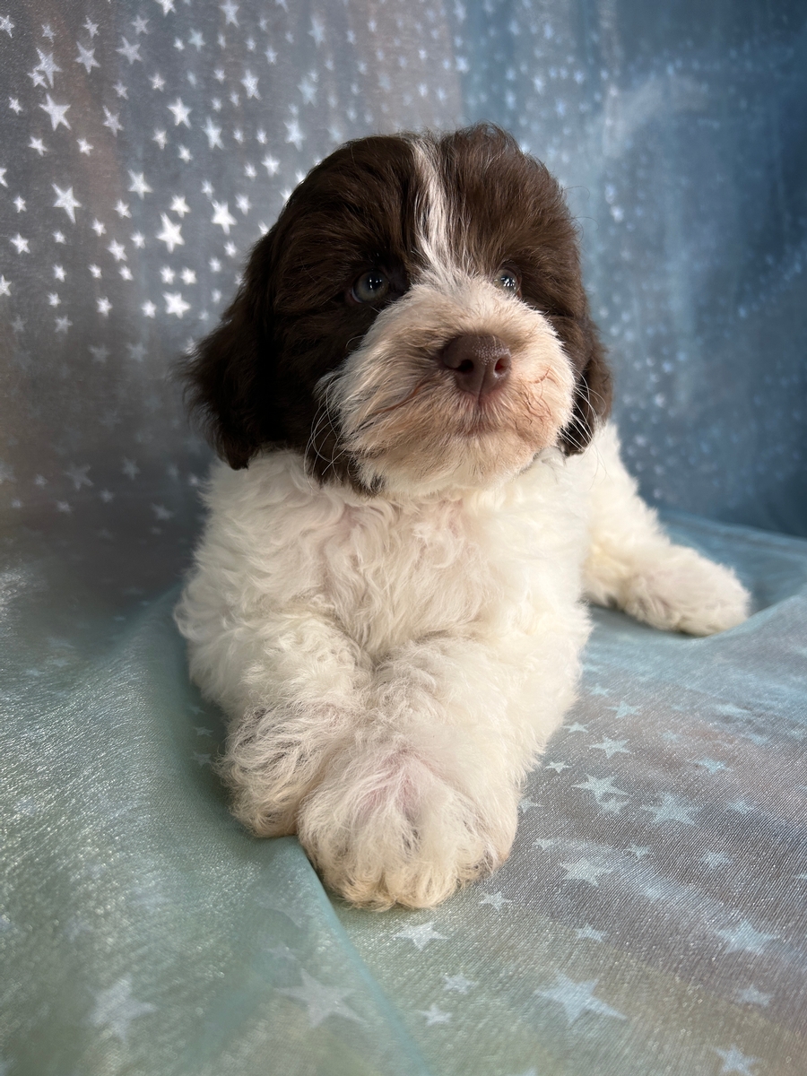 Male Mega Coat Schnoodle Puppy with Chocolate Markings DOB 5-30-2026 $950